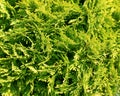 Green thuja foliage of coniferous evergreen cypress shrub leaf texture