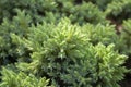 Green thuja foliage of coniferous evergreen cypress shrub natural leaf texture coniferous shrub