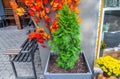 Green thuja grow in wooden pot on city street. Evergreen potted tree growing in flowerpot, wood bench, yellow mums and orange Royalty Free Stock Photo