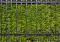 Green thuja hedge behind the metal fence