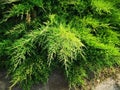 Green thuja hedge Royalty Free Stock Photo