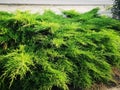 Green thuja hedge Royalty Free Stock Photo