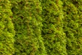 Green thuja hedge thuja occidentalis Royalty Free Stock Photo