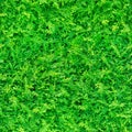 Green thuja hedge tileable seamless texture Royalty Free Stock Photo