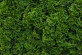 Green thuja hedgerow close up. Natural pattern background, texture for design Royalty Free Stock Photo