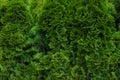 Green thuja hedgerow close up. Natural pattern background, texture for design Royalty Free Stock Photo