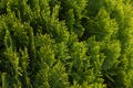 Green thuja hedgerow close up. Natural pattern background, texture for design Royalty Free Stock Photo
