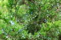 Green thuja or juniper tree branches wis berries background close up Royalty Free Stock Photo