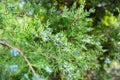 Green thuja or juniper tree branches wis berries background close up Royalty Free Stock Photo