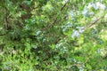 Green thuja or juniper tree branches wis berries background close up Royalty Free Stock Photo