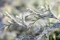 Green thuja leaves covered with morning white frost in the garden