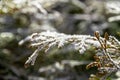 Green thuja leaves covered with morning white frost in the garden