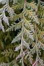 Green thuja leaves covered with morning white frost in the garden