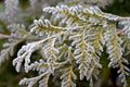 Green thuja leaves covered with morning white frost in the garden