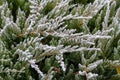 Green thuja leaves covered with morning white frost in the garden