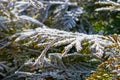 Green thuja leaves covered with morning white frost in the garden