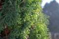 Green Thuja morning wood sunny day botanical holiday Royalty Free Stock Photo