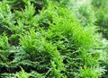 Green Thuja natural background