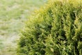 Green thuja occidentalis white cedar background Royalty Free Stock Photo