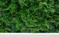 Green thuja occidentalis white cedar background Royalty Free Stock Photo