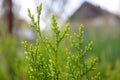 Green thuja in the park. Growth, arborvitae. Royalty Free Stock Photo