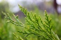 Green thuja in the park. Growth, arborvitae. Royalty Free Stock Photo