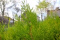 Green thuja in the park. Growth, arborvitae. Royalty Free Stock Photo