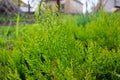 Green thuja in the park. Growth, arborvitae. Royalty Free Stock Photo