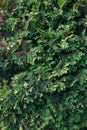 Green thuja pattern in mild light Royalty Free Stock Photo