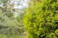Green thuja tree close-up on a blurry background Royalty Free Stock Photo