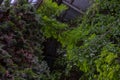 Green thuja tree close-up on a blurry background Royalty Free Stock Photo