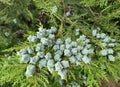 Thuja branches with young fruits