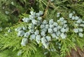 Thuja branches with young fruits