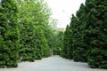 Green thuja trees alley road Coniferous plant