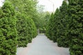 Green thuja trees alley road