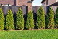 Green thuja trees are planted in a row. Beautiful green plants and green grass