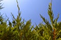 Green thuya tree over natural blue sky background Royalty Free Stock Photo