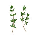 Green Thyme branch with leaves spice. Vector illustration isolated. Thyme herb for design element in culinary, package