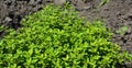 Green thyme growing in the garden Royalty Free Stock Photo