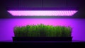 Green thyme plant under LED grow light. 3d illustration