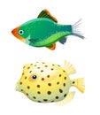 Green tiger barb and boxfish isolated on white Royalty Free Stock Photo