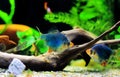 Green Tiger Barb freshwater fish - (Puntigrus tetrazona) Royalty Free Stock Photo