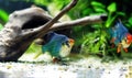 Green Tiger Barb freshwater fish - (Puntigrus tetrazona) Royalty Free Stock Photo