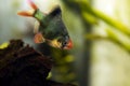 Green Tiger Barb freshwater fish - (Puntigrus tetrazona) Royalty Free Stock Photo