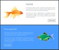 Green Tiger Barb, Goldfish Double Color Fond. Royalty Free Stock Photo