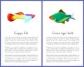 Green Tiger Barb and Guppy Fish Vector Posters Royalty Free Stock Photo