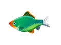 Green Tiger Barb Ocean Inhabitant Colorful Poster Royalty Free Stock Photo
