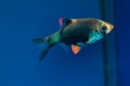 Green tiger barb, rare coloration commercial trade tropical cyprinid fish, spectacular, active and easy to keep colorful