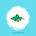 Green Tiger Barb in White Circle Isolated on Blue Royalty Free Stock Photo