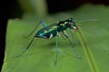 A green tiger beetle Royalty Free Stock Photo
